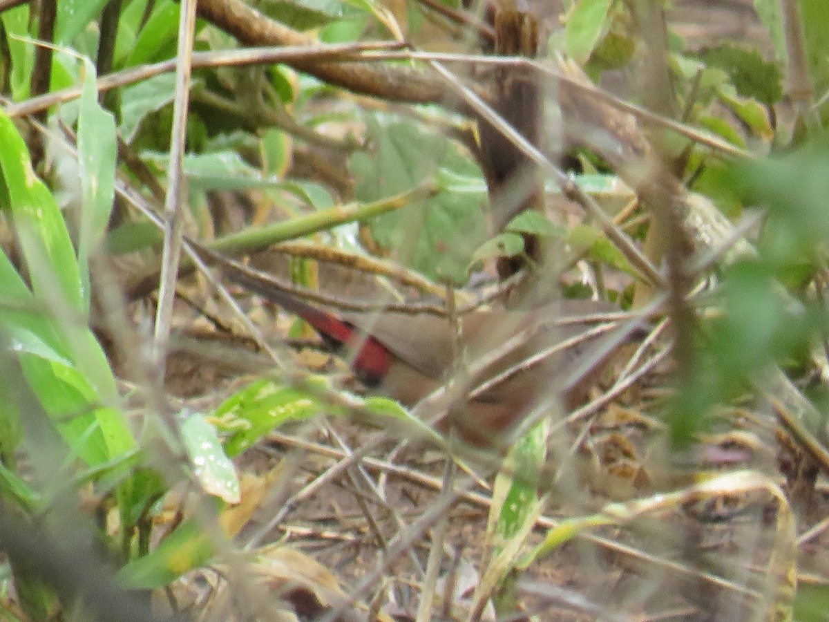 African Firefinch - ML632552815