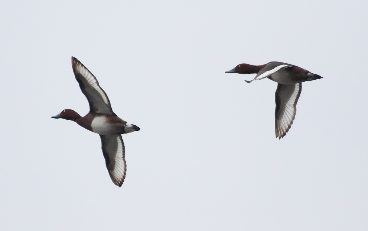 Ferruginous Duck - ML632552817