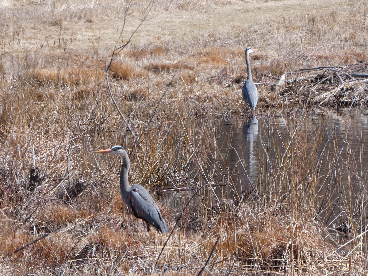 Great Blue Heron - ML632552818
