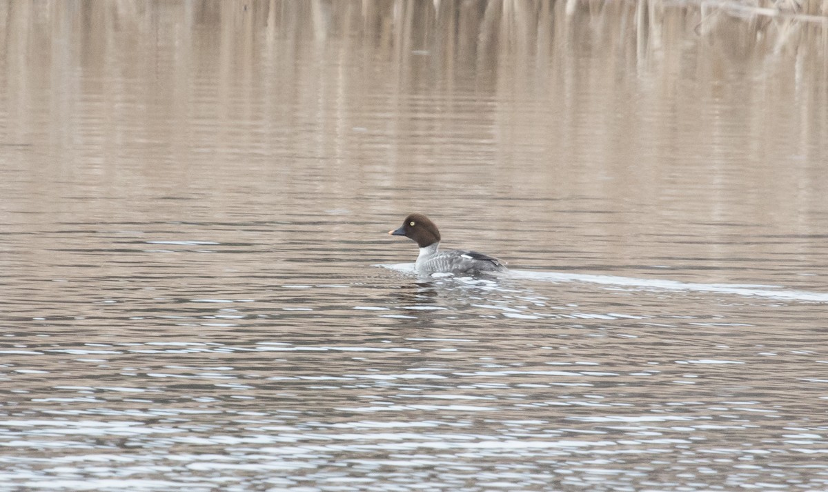 Common Goldeneye - ML632552821