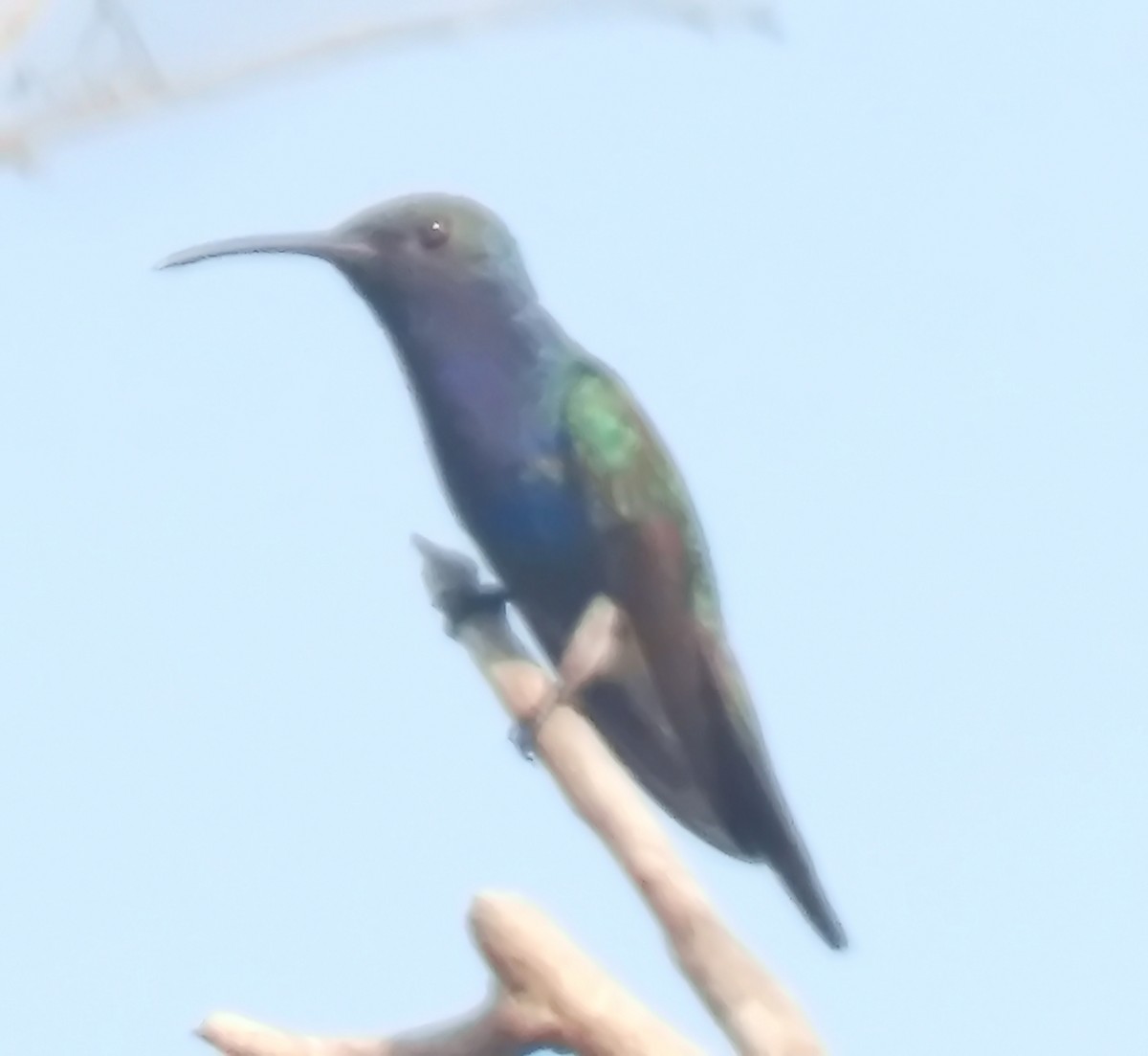 Sapphire-throated Hummingbird - ML632552822