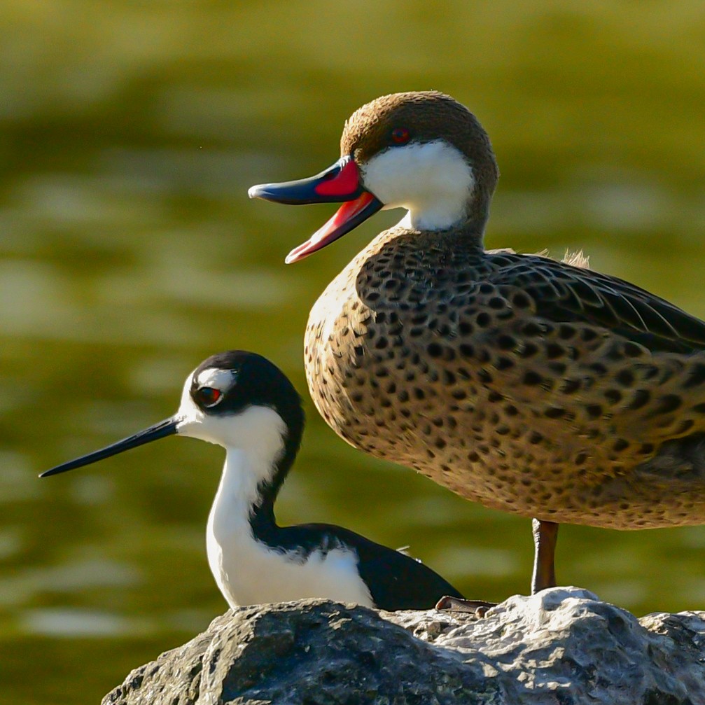White-cheeked Pintail - ML632552825