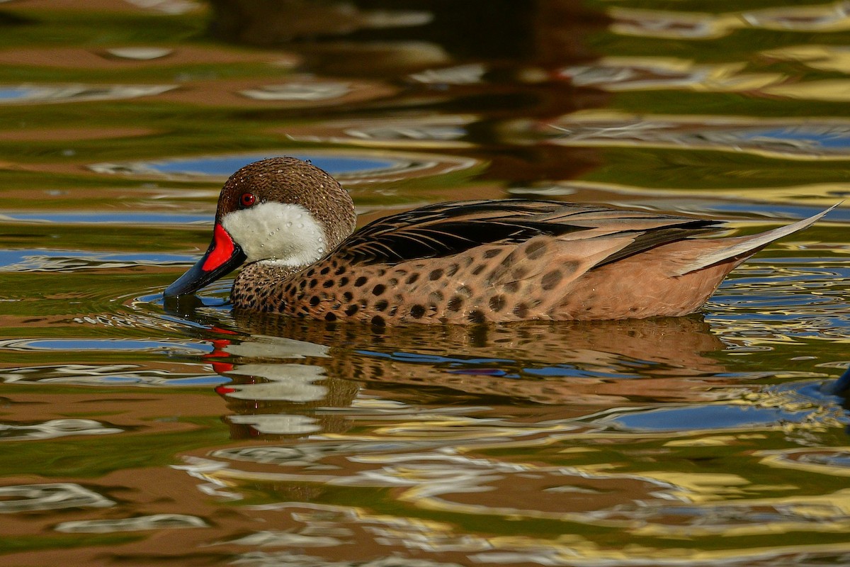 White-cheeked Pintail - ML632552826