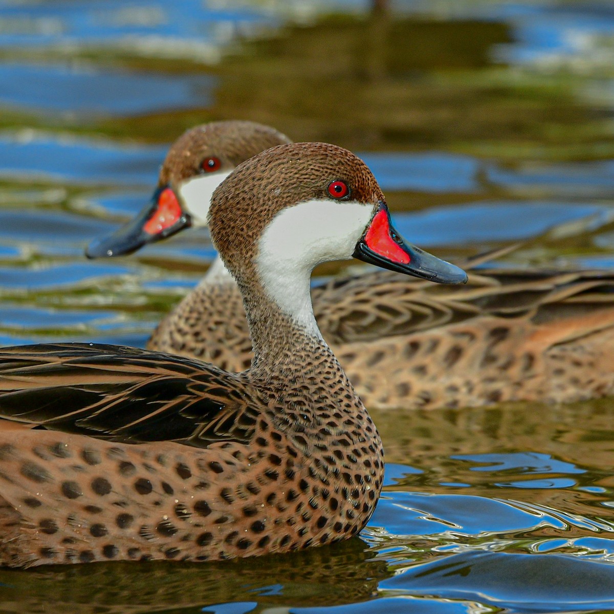 White-cheeked Pintail - ML632552827