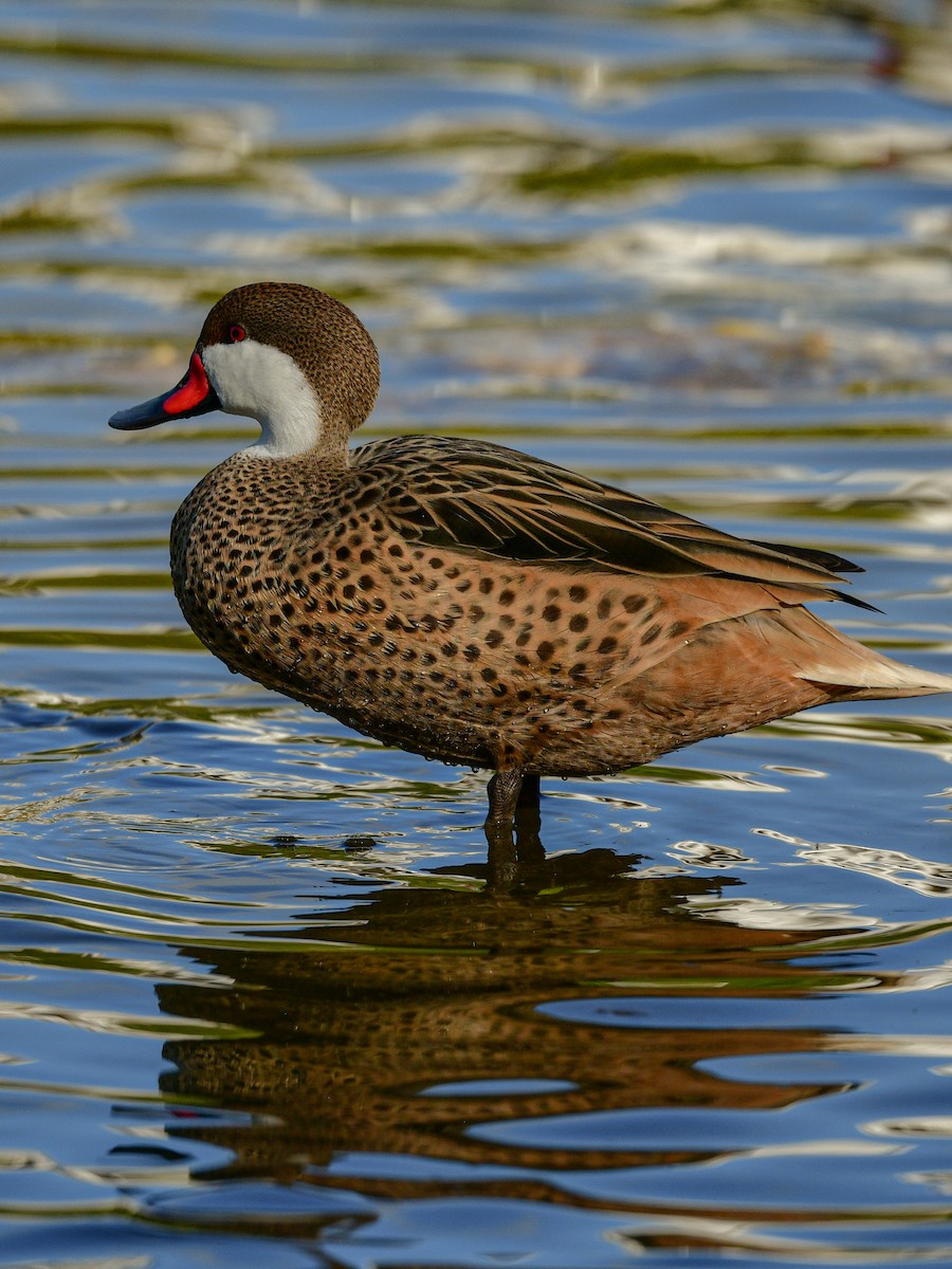 White-cheeked Pintail - ML632552829