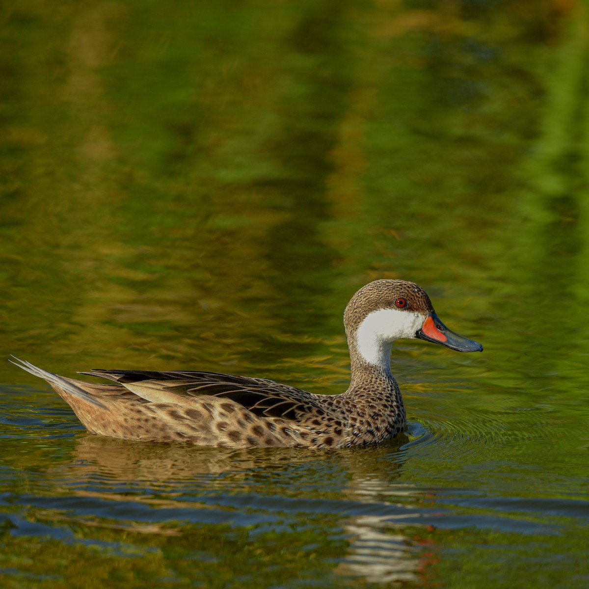 White-cheeked Pintail - ML632552830
