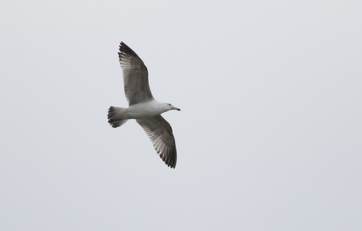 Caspian Gull - ML632552833
