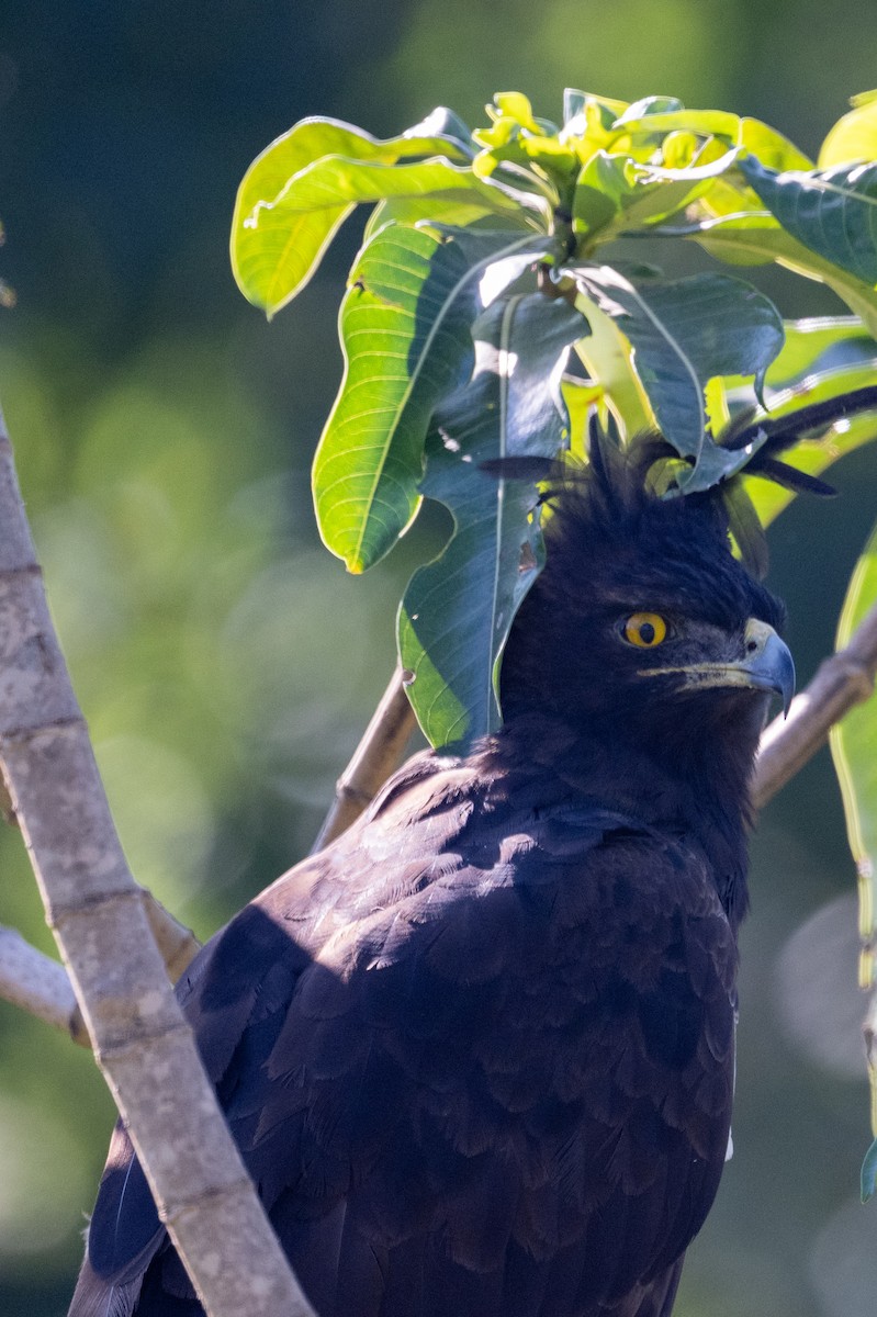 Long-crested Eagle - ML632552835
