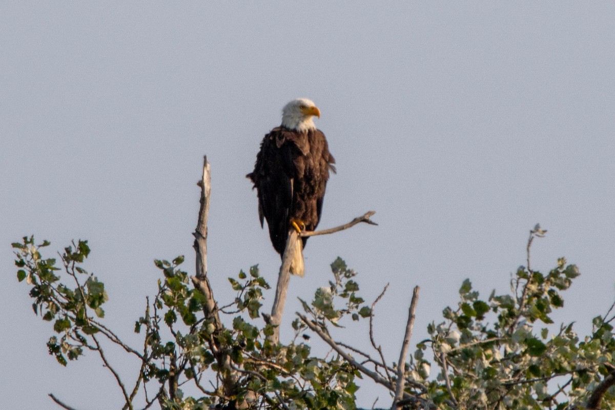 Bald Eagle - ML632552836