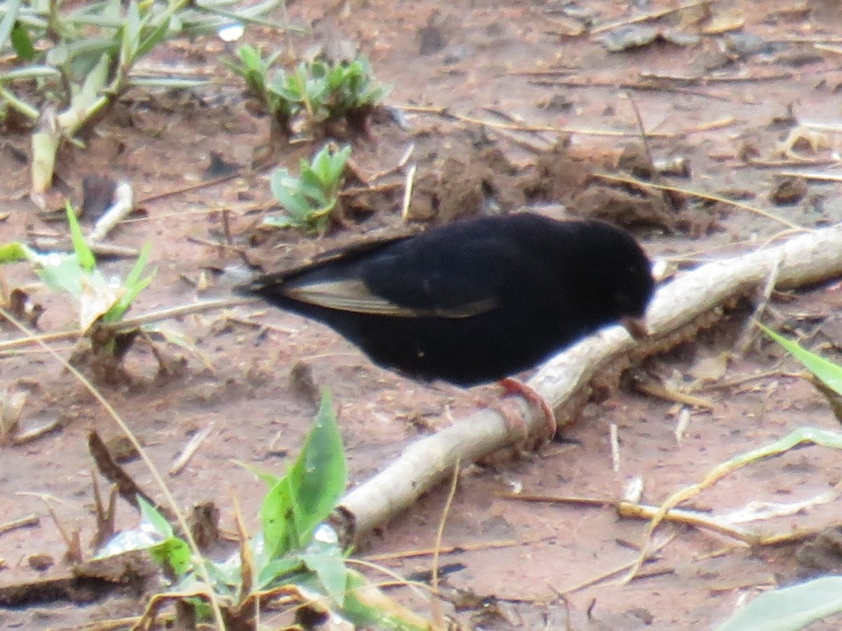 Purple Indigobird - ML632552837