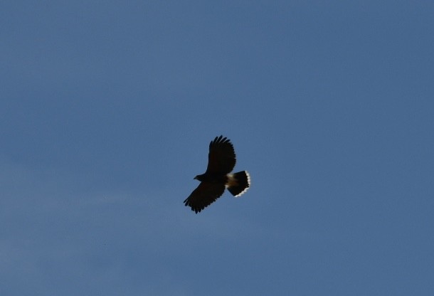 Harris's Hawk - ML632552839