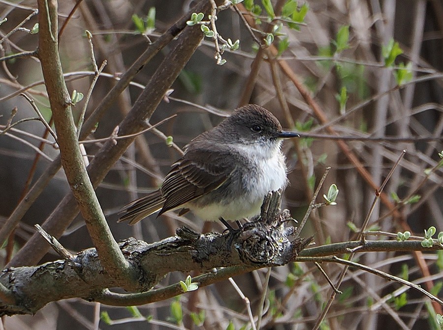 Eastern Phoebe - ML632552840