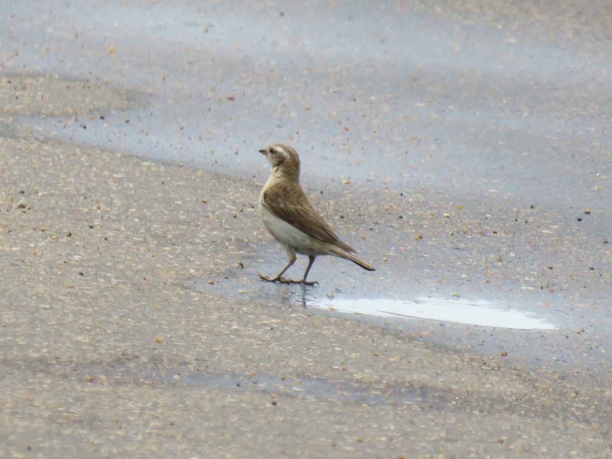 Yellow-throated Bush Sparrow - ML632552882