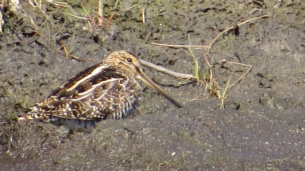 Wilson's Snipe - ML632553065
