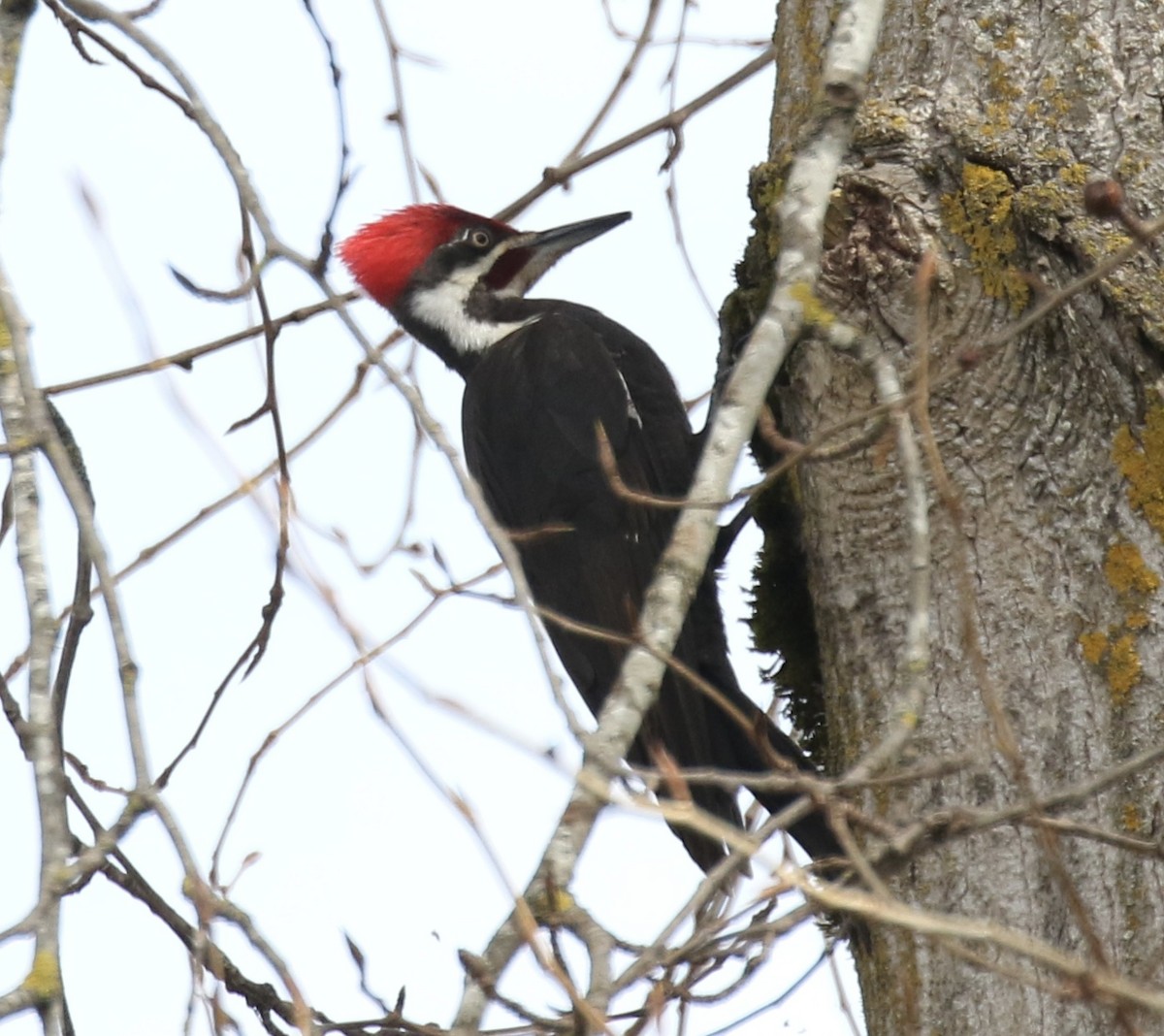 Pileated Woodpecker - ML632553113
