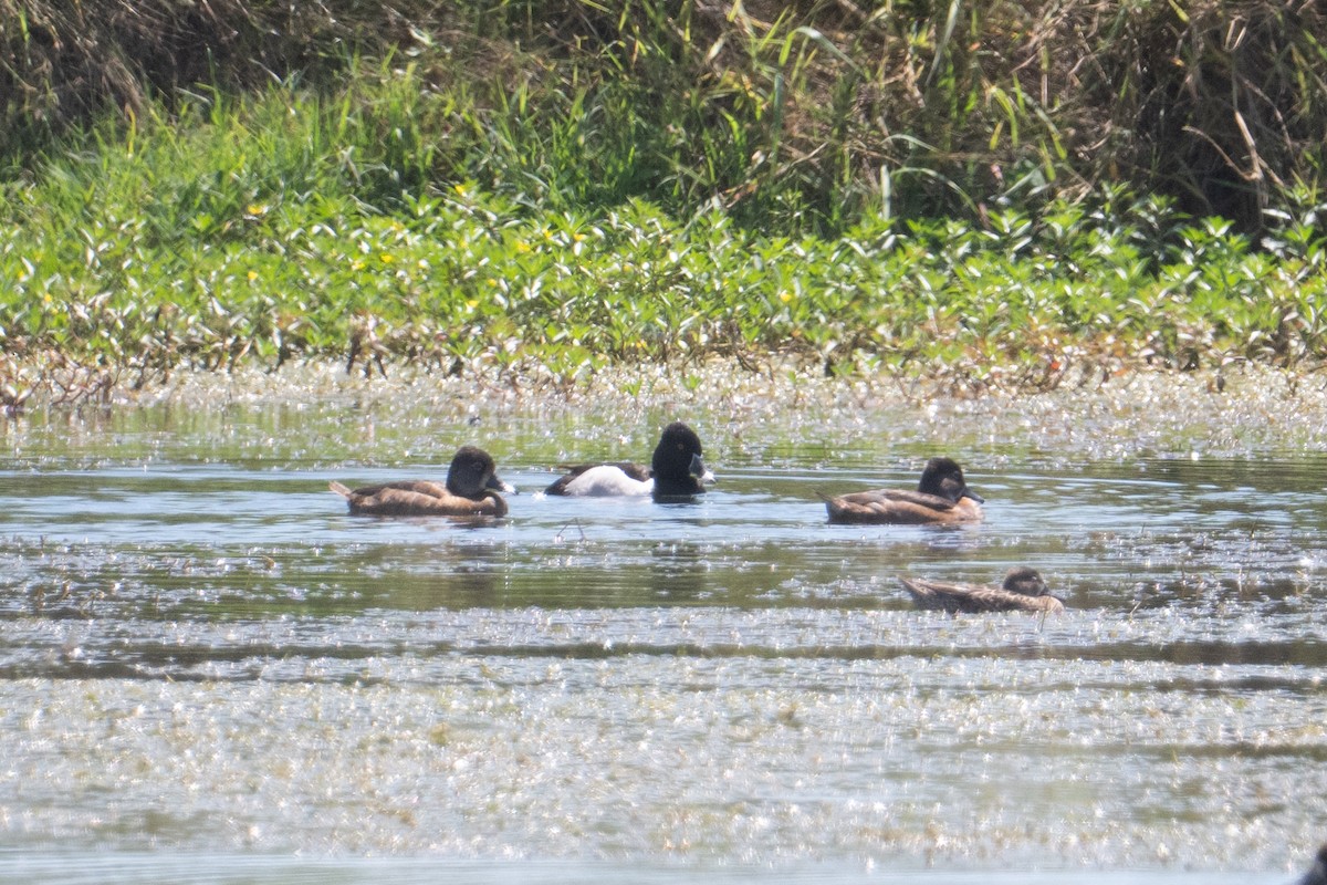 Ring-necked Duck - ML632553123