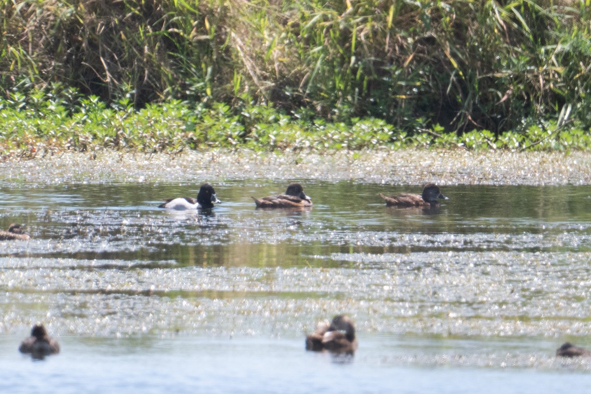 Ring-necked Duck - ML632553125
