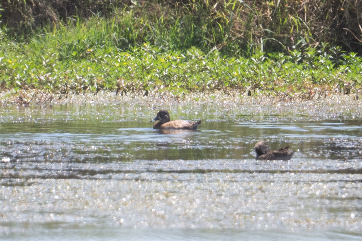 Ring-necked Duck - ML632553165