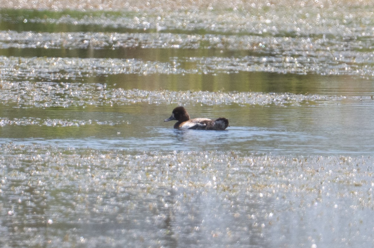 Lesser Scaup - ML632553174