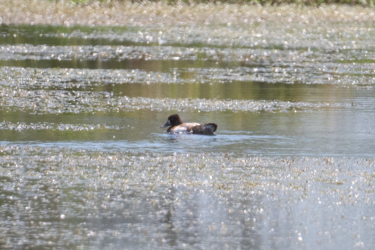 Lesser Scaup - ML632553176