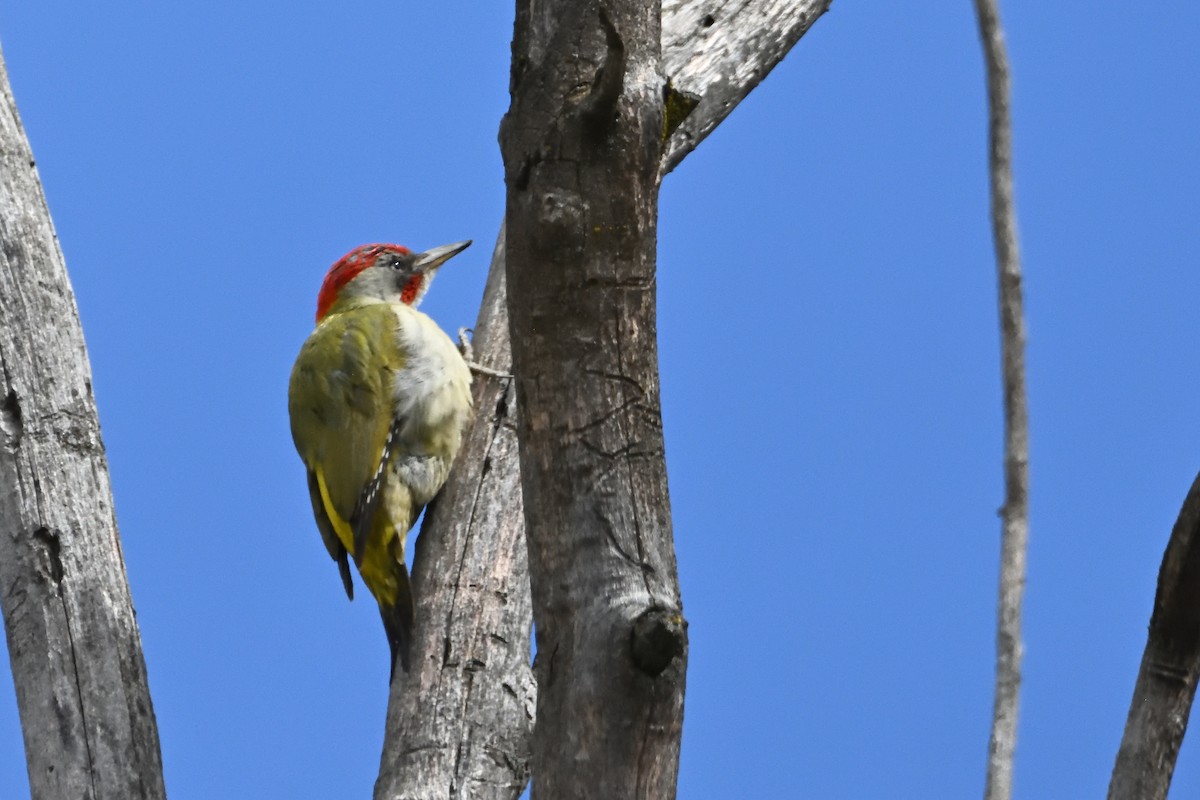 Iberian Green Woodpecker - ML632553250