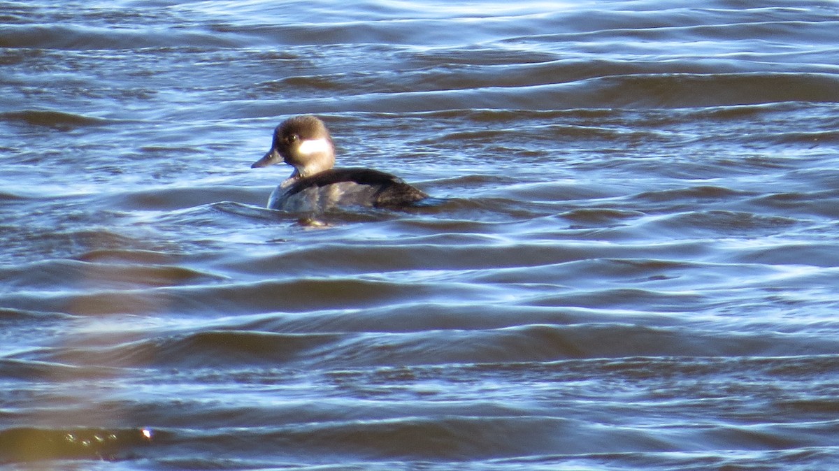 Bufflehead - ML632553297
