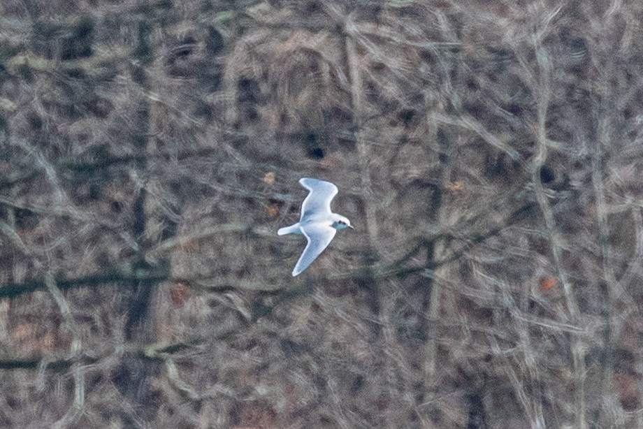 Little Gull - ML632553322