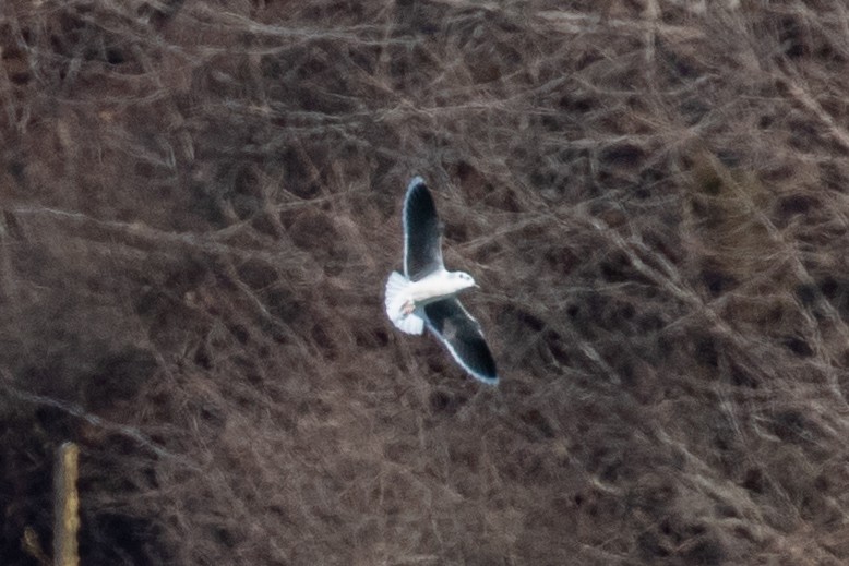 Little Gull - ML632553324