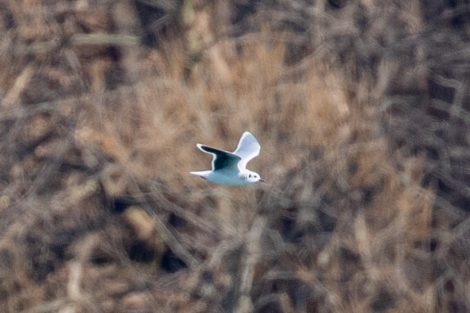 Little Gull - ML632553325