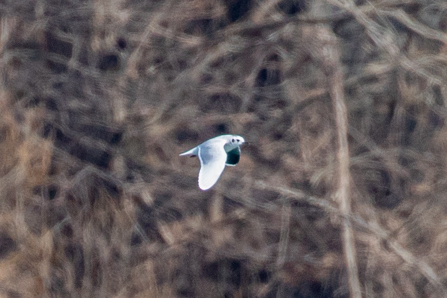 Little Gull - ML632553326