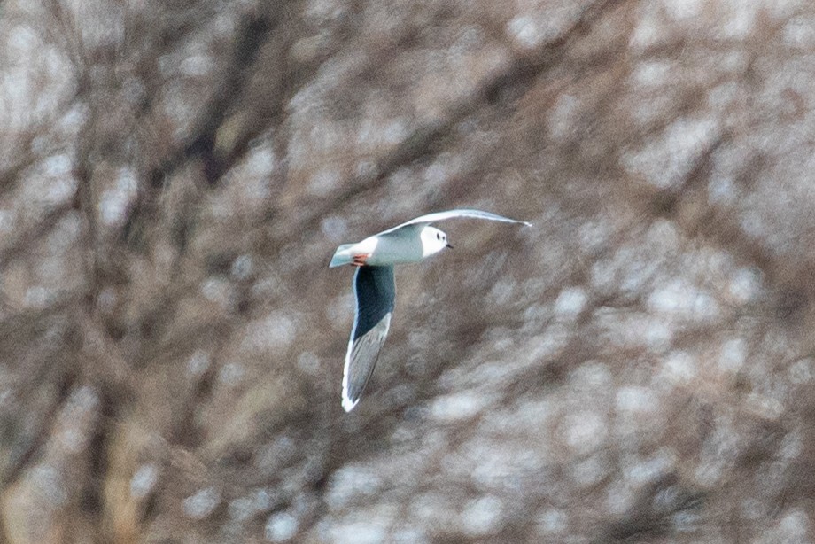 Little Gull - ML632553327