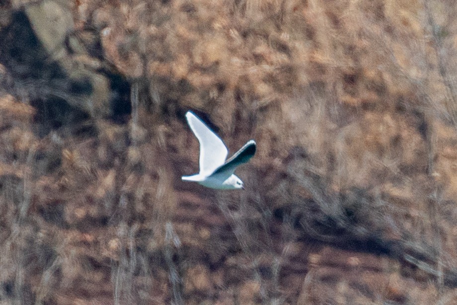 Little Gull - ML632553328