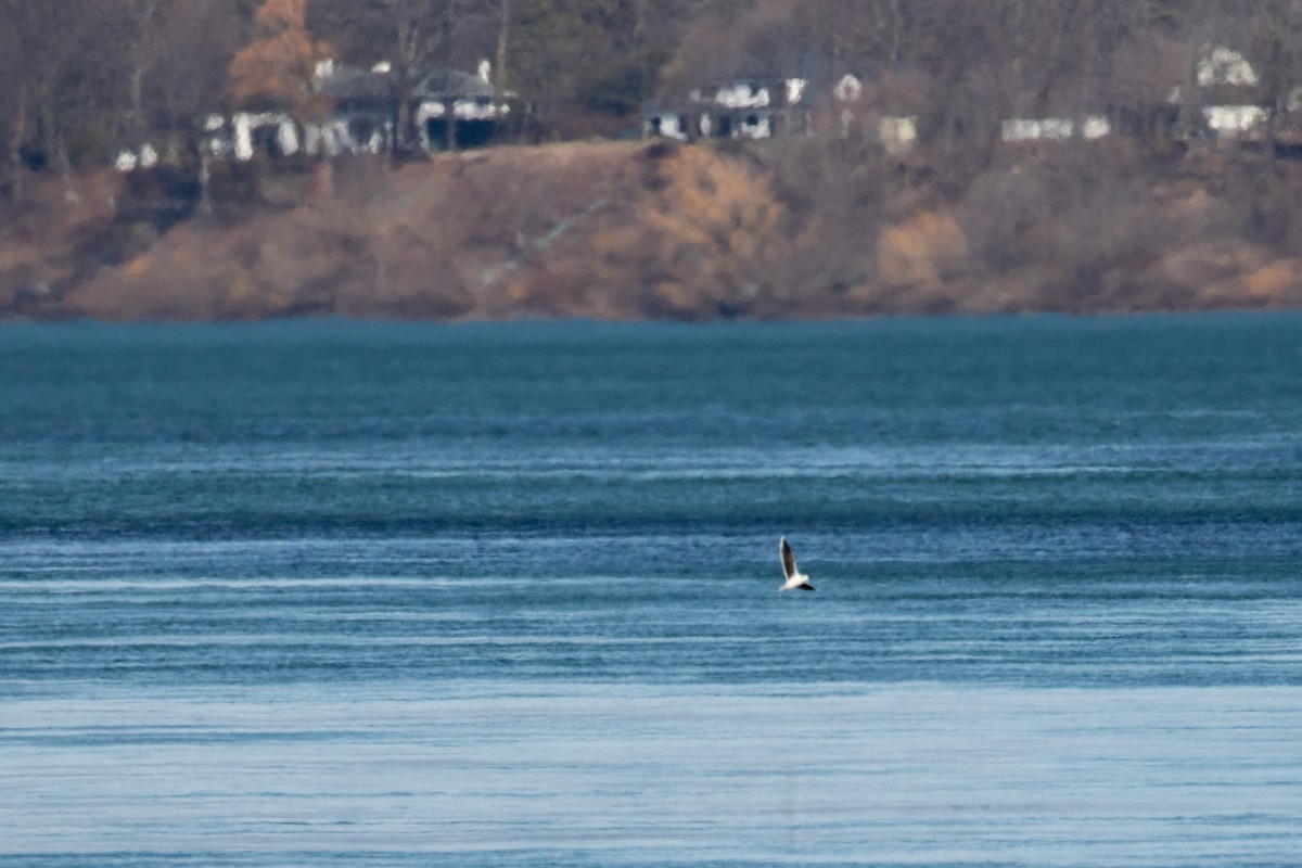 Little Gull - ML632553330