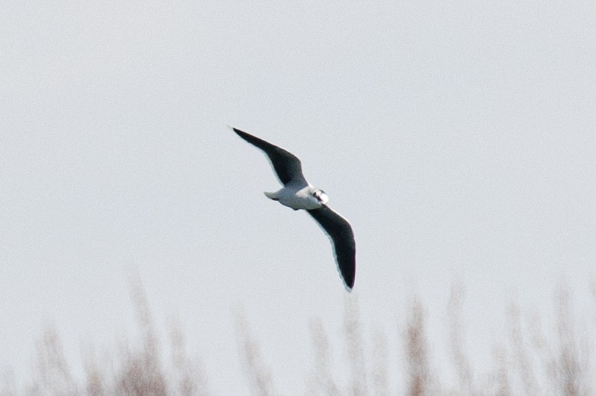 Little Gull - ML632553334