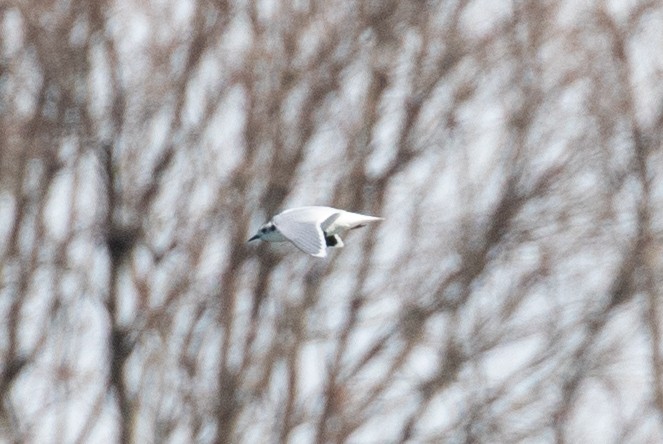 Little Gull - ML632553335