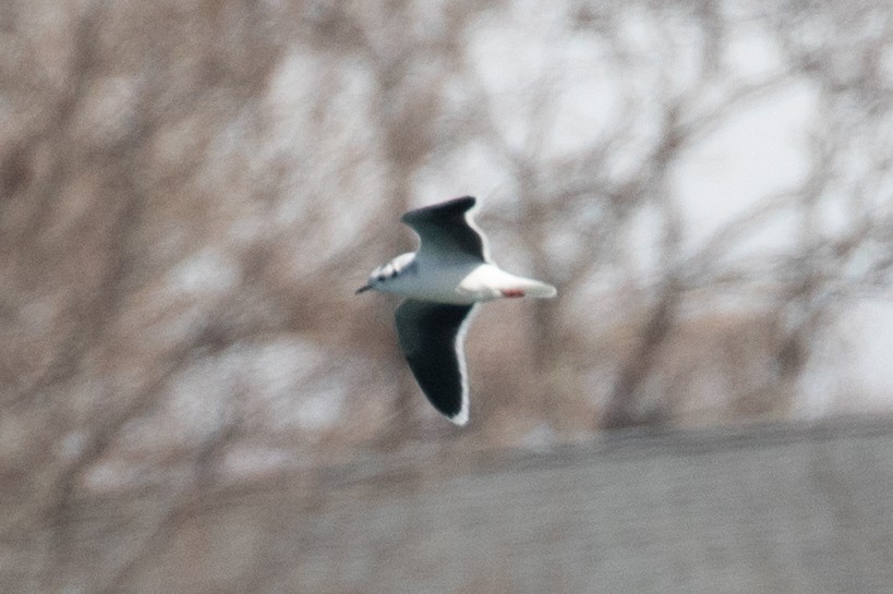 Little Gull - ML632553336