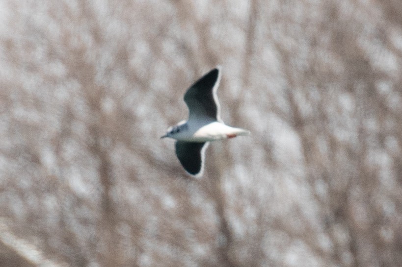 Little Gull - ML632553337