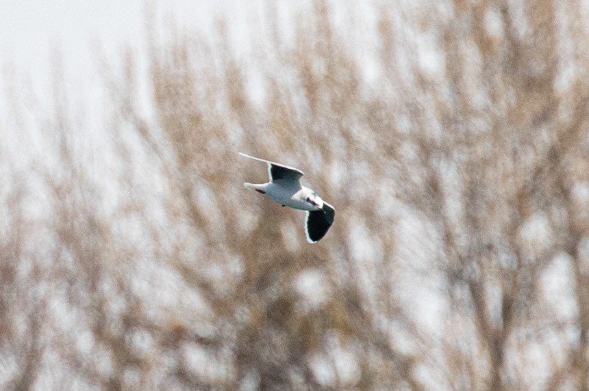 Little Gull - ML632553338