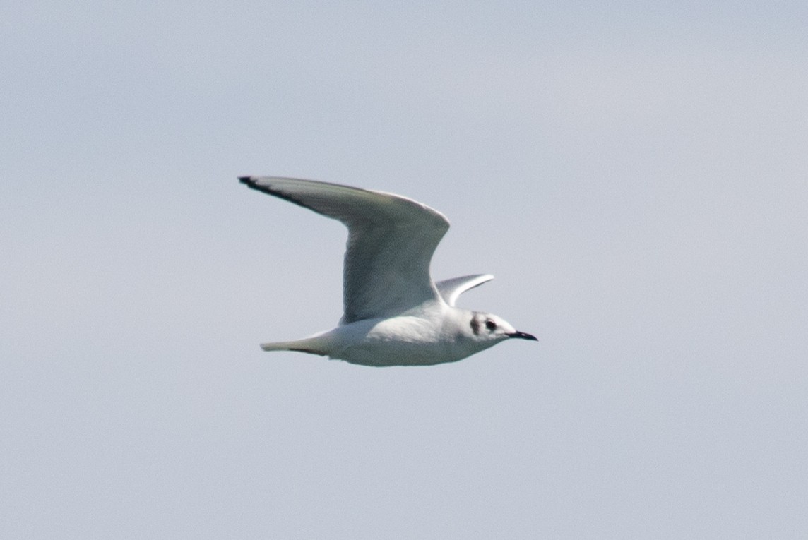 Bonaparte's Gull - ML632553353
