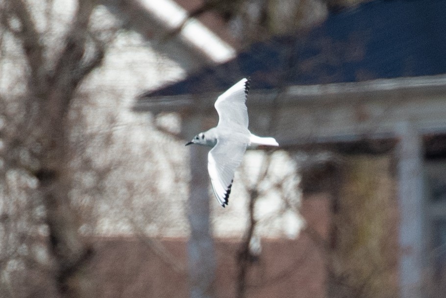 Bonaparte's Gull - ML632553354