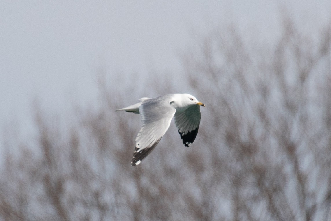 Ring-billed Gull - ML632553358