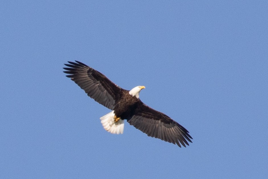 Bald Eagle - ML632553367