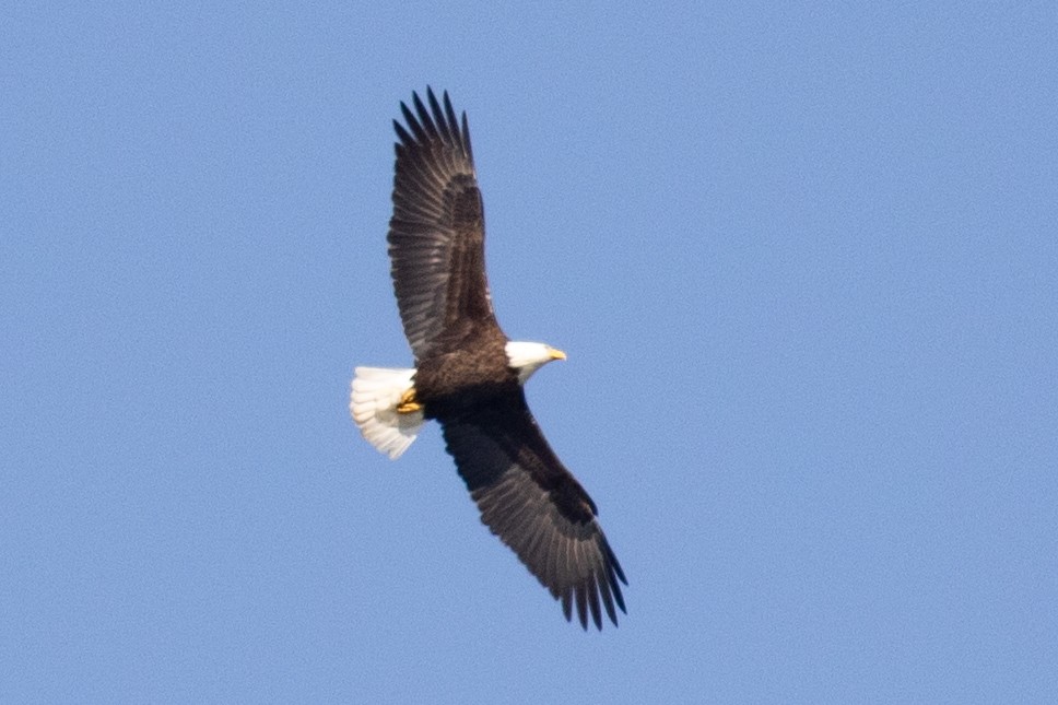 Bald Eagle - ML632553368