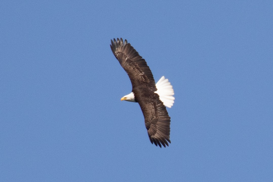 Bald Eagle - ML632553369