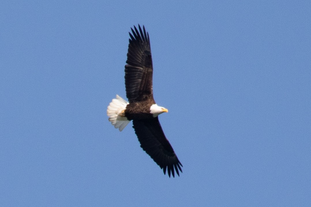 Bald Eagle - ML632553370