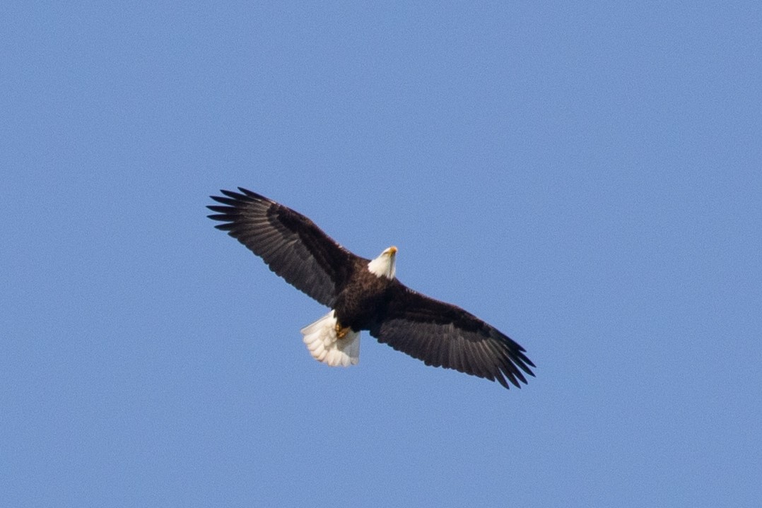 Bald Eagle - ML632553371