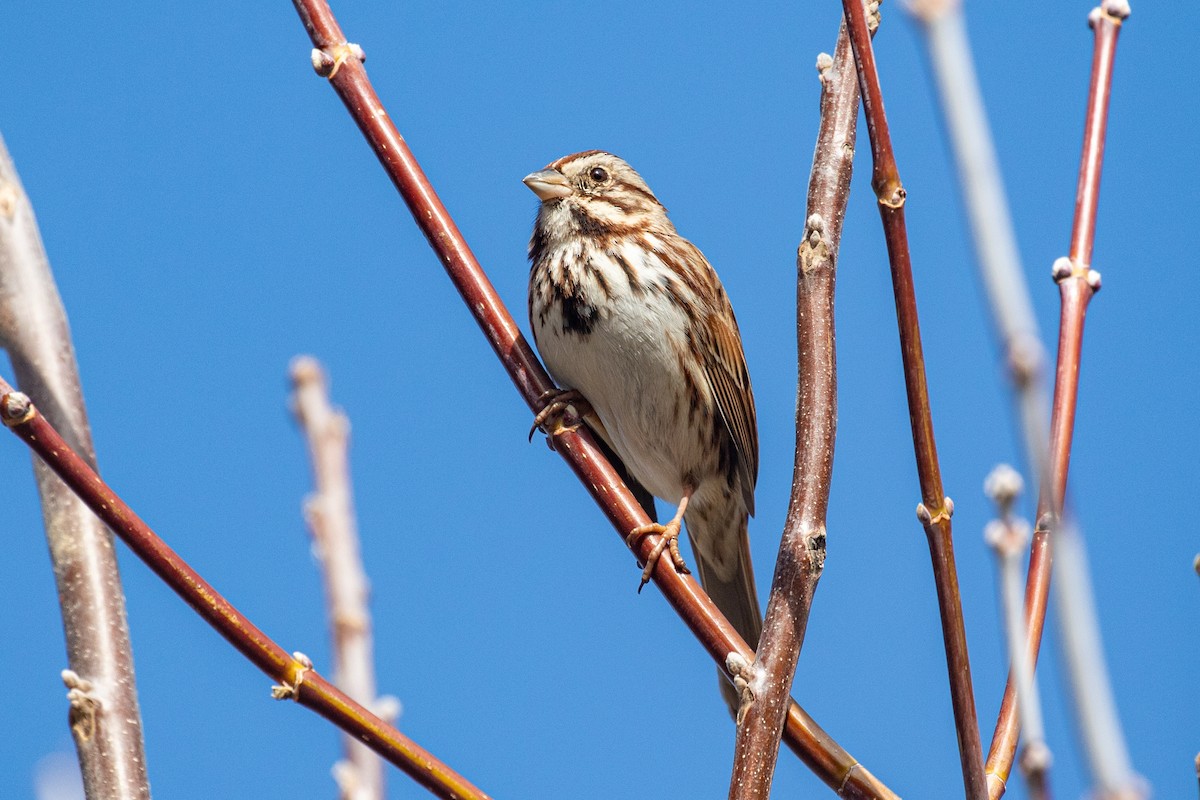 Song Sparrow (melodia/atlantica) - ML632553376