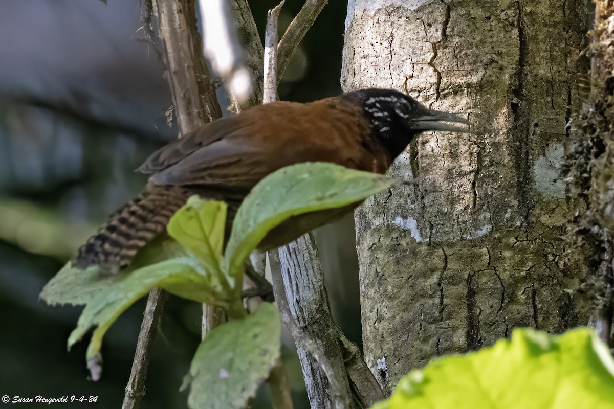 Sooty-headed Wren - ML632553578