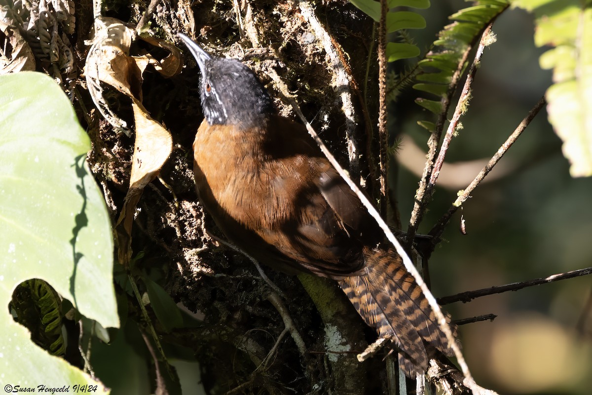 Sooty-headed Wren - ML632553579