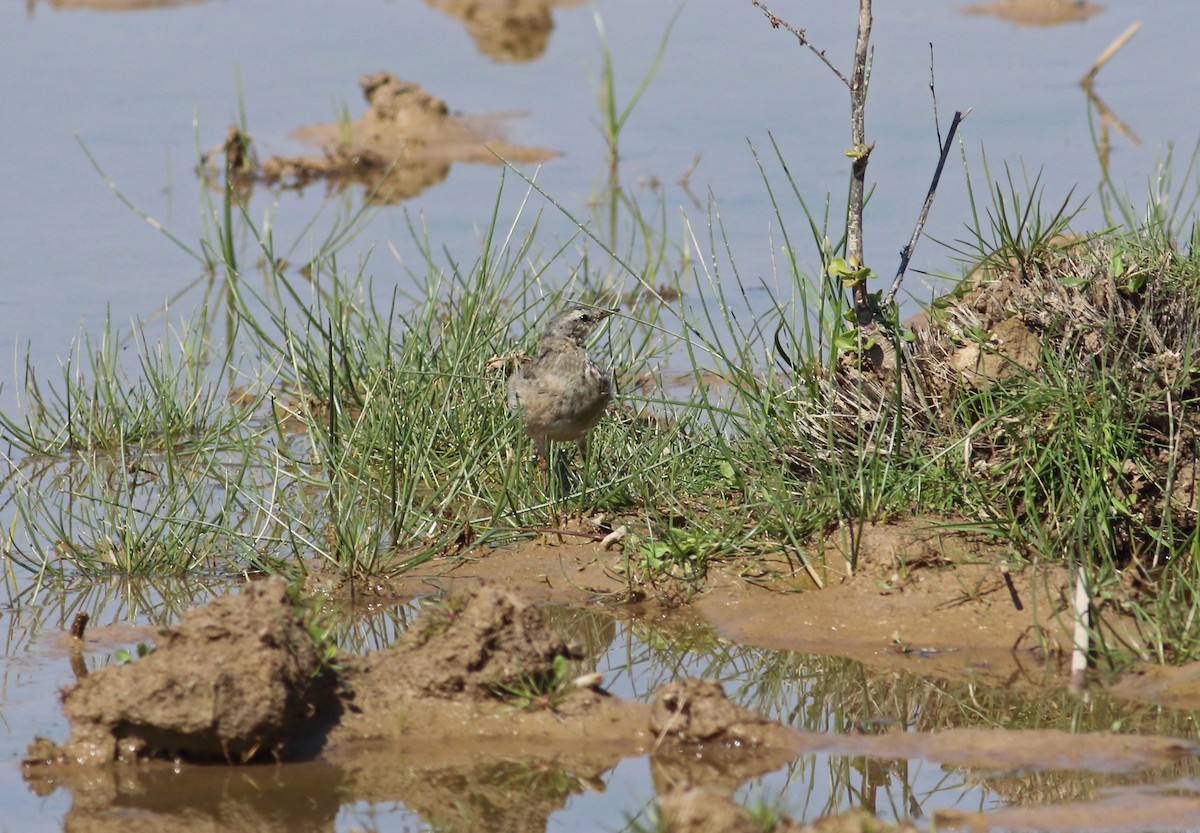 Water Pipit - ML63255361